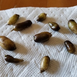 May include: A close-up of ten brown and white tubers on a white paper towel. The tubers are irregularly shaped and have a rough texture.