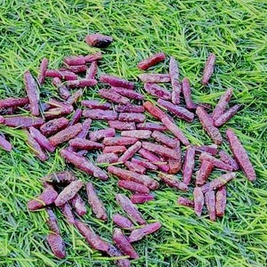 May include: A collection of numerous small, elongated, raw ruby crystals with a deep magenta-red hue. Each crystal features a rough, natural texture and irregular, cylindrical shapes scattered across the surface, showcasing varied lengths and widths.