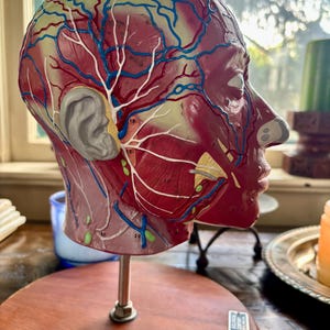 May include: A side profile of a detailed anatomical model of a human head, showcasing the musculature, veins, and arteries. The model is primarily red, blue, and white, mounted on a wooden base with a metal support.