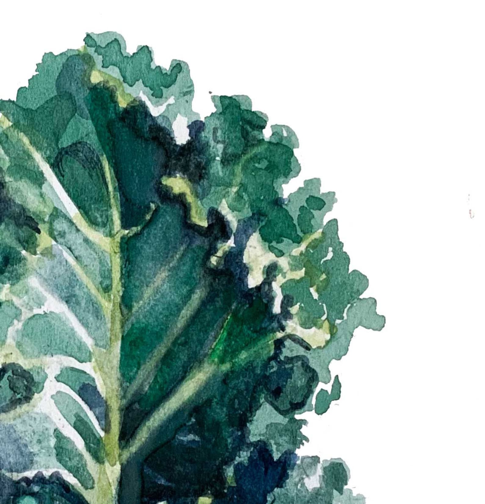 Kale Art Print botanical painting Kale watercolor | Etsy
