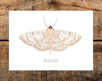 Mother of Pearl Moth A5 Print