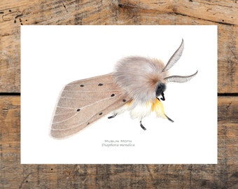 Muslin Moth A5 Print