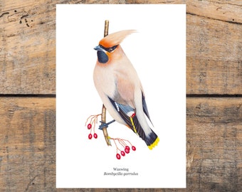 Waxwing on Hawthorn A5 Print