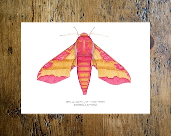 Small Elephant Hawk-moth A5 print