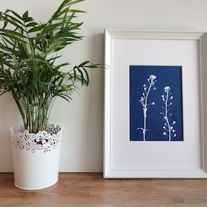 Stampa Originale, Cianotipia Botanica della pianta selvatica di Borsa Pastore, Arte Floreale, Fotografia Alternativa in Blu