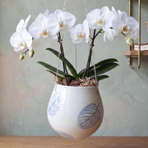 Puede incluir: Una maceta colgante de cerámica blanca con forma redondeada e ilustraciones de hojas azules. La maceta está suspendida por cuerdas finas y contiene una planta de orquídea con varias flores blancas, hojas verdes y tierra visible.