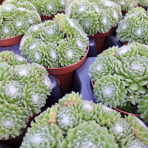 Sempervivum summer frost -  winter Hardy succulent