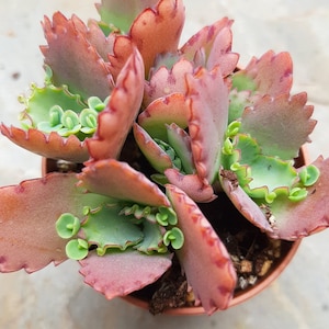 Kalanchoe hortagel mother of thousands -  millions of butterflies 5.5cm pink succulent