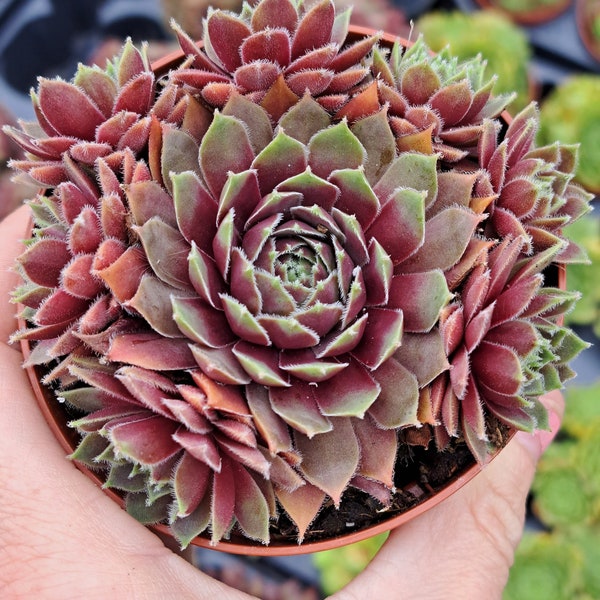 Sempervivum IRAZU winter Hardy succulent