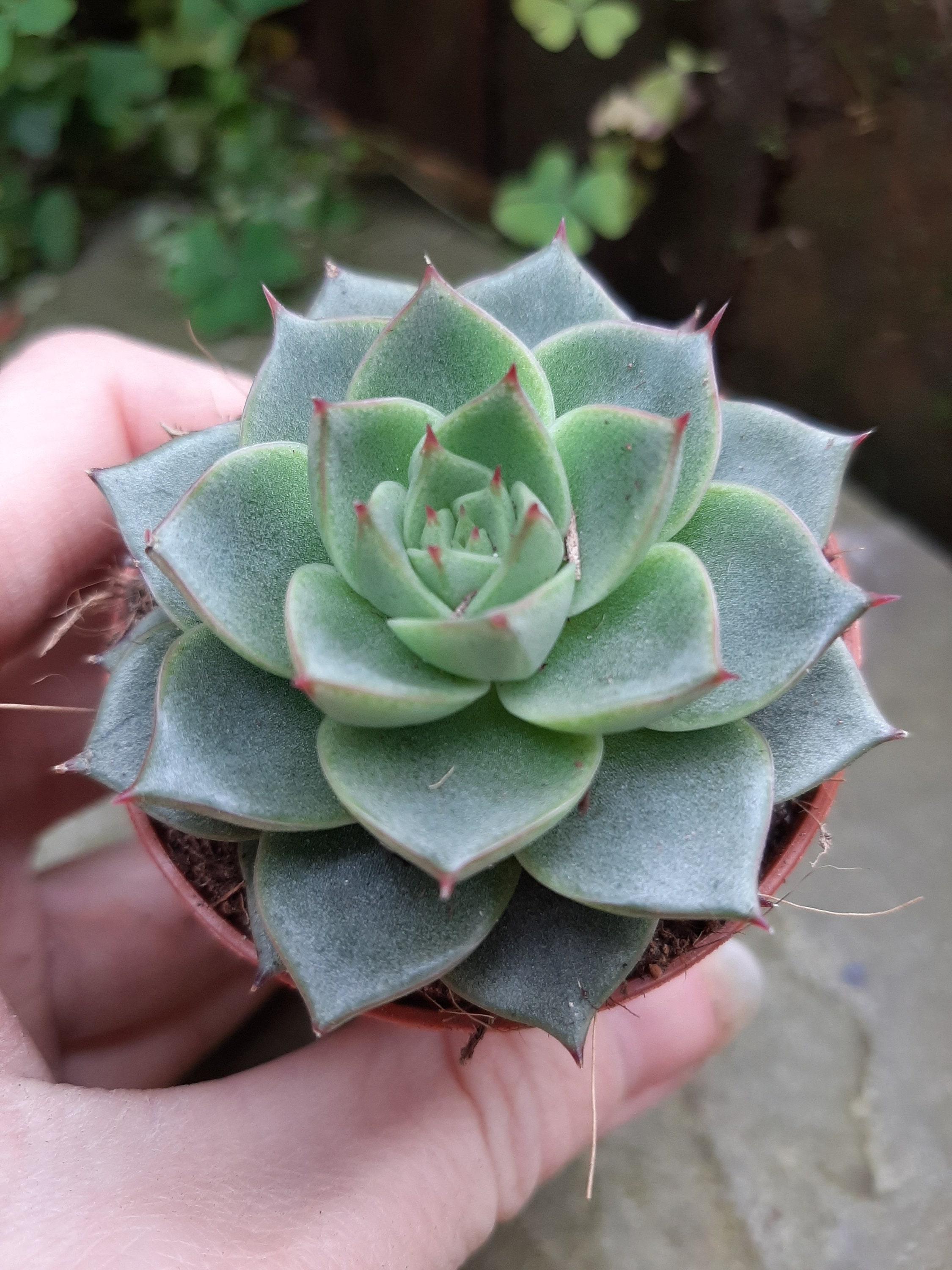 Echeveria Fabiola succulent 5.5cm pot | Etsy