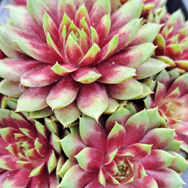 Wow! Sempervivum RIO DE JANIERO winter Hardy succulent