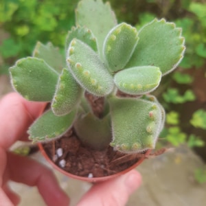May include: A small potted succulent plant with light green, fuzzy leaves. The leaves have a unique shape with rounded edges and small, reddish-brown tips. The plant is in a small, brown plastic pot.