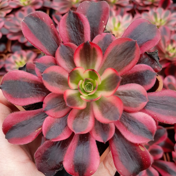 Aeonium MEDUSA