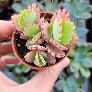 Kalanchoe hortagel mother of thousands -  millions of butterflies 5.5cm pink succulent