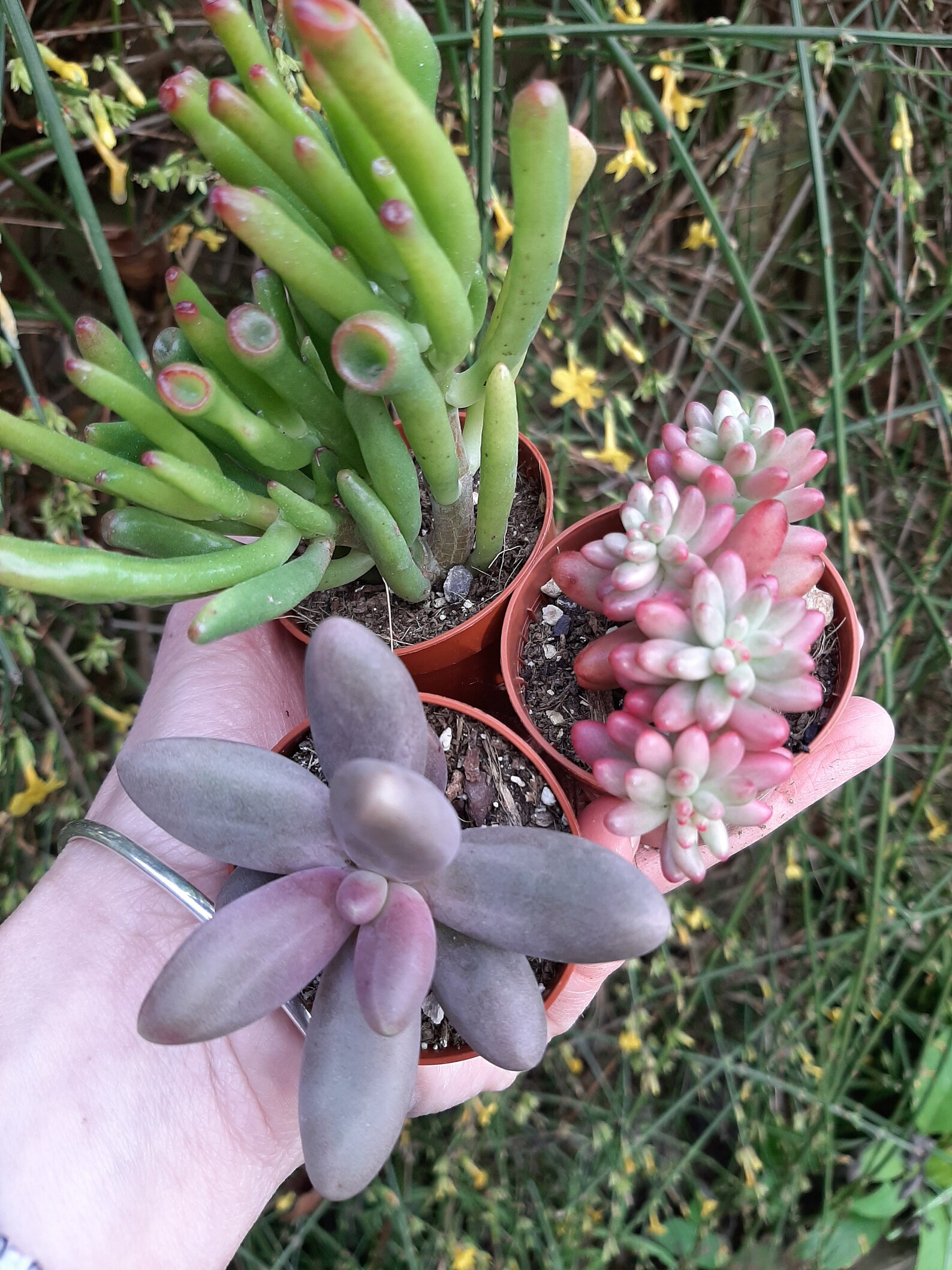 X3 succulents sedum jelly beans crassula horn tree pachyphytum Etsy