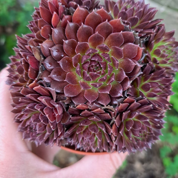 Wow! Sempervivum CORAL RED  winter Hardy succulent