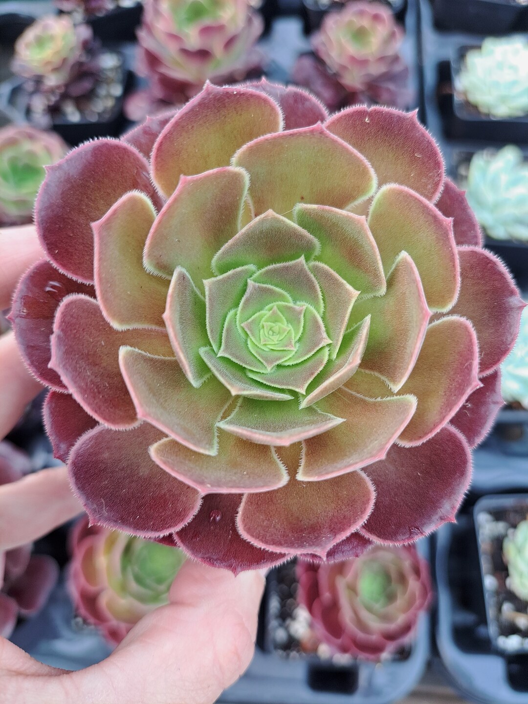 Aeonium Velour 7cm Pot Cutting Collectors Succulent Etsy UK aeonium-velour-7cm-pot-cutting-collectors-succulent-etsy-uk
