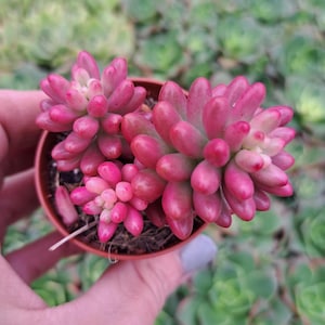 May include: A small potted succulent plant with plump, pink, and red leaves. The plant is in a small brown pot, and the background is blurred green foliage. The succulent has a vibrant, healthy appearance.