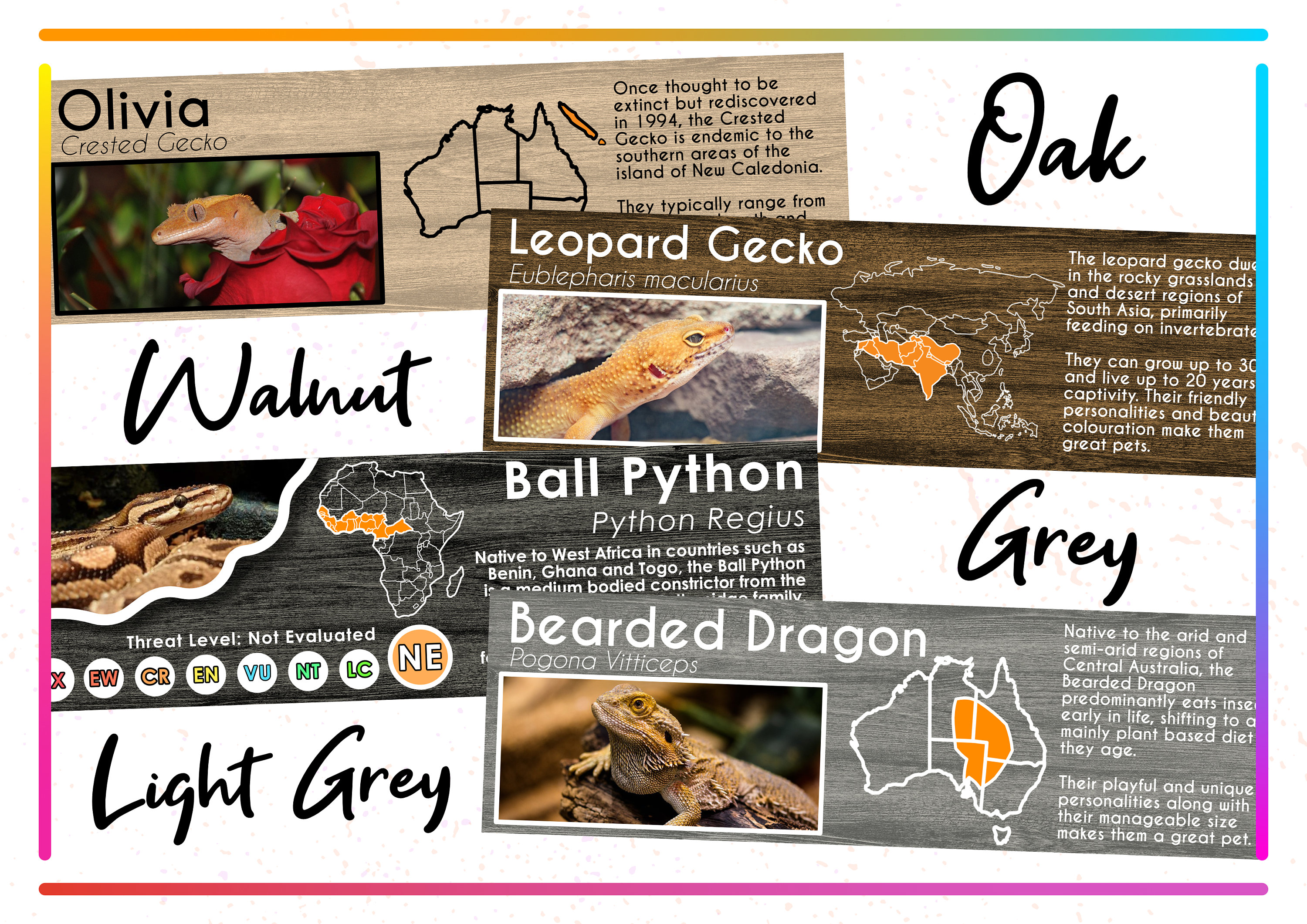 Personalised Reptile Enclosure Sticker / Name Decal / ANY Etsy