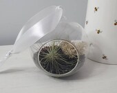 10cm Hanging Terrarium in Plum Purple Glass Orb Globe Mini Garden Hanging Planter with Air Plant Kit