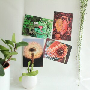 Carte postale - Grand 5 » x 7 » - Tirage d’art, plan de nature, pissenlit, puzzle de singe, dauphin, bulle, dessin animé, photographie originale <3