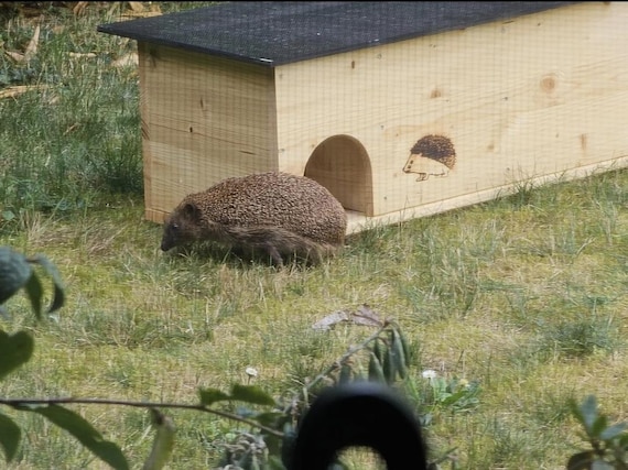 Egelhuisje, egelhut, voederstation, egelvoederbak, naturel, 2x weerbestendig geïmpregneerd met bodem en rattenklep, IN, aanpasbaar op aanvraag - België