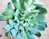 Echeveria runyonii 39 Topsy Turvy 39 succulent