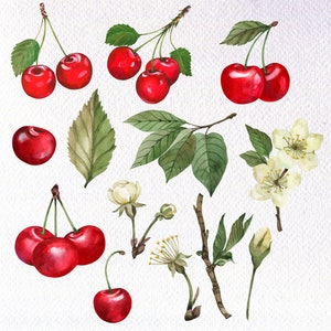 May include: Watercolor painting of red cherries with green leaves and white flowers. The cherries are arranged in clusters and are depicted with realistic detail.