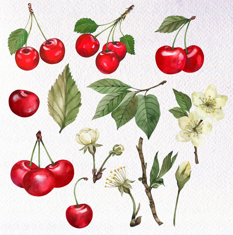 May include: Watercolor painting of red cherries with green leaves and white flowers. The cherries are arranged in clusters and are depicted with realistic detail.