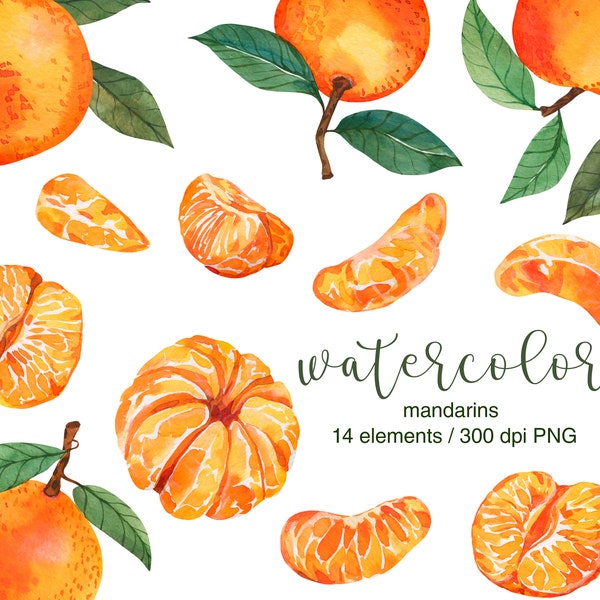 Tangerines ClipArt, Watercolor tangerine clipart, Mandarin clipart, Orange clipart, Citrus clipart, Christmas clipart, Holiday clip art, PNG