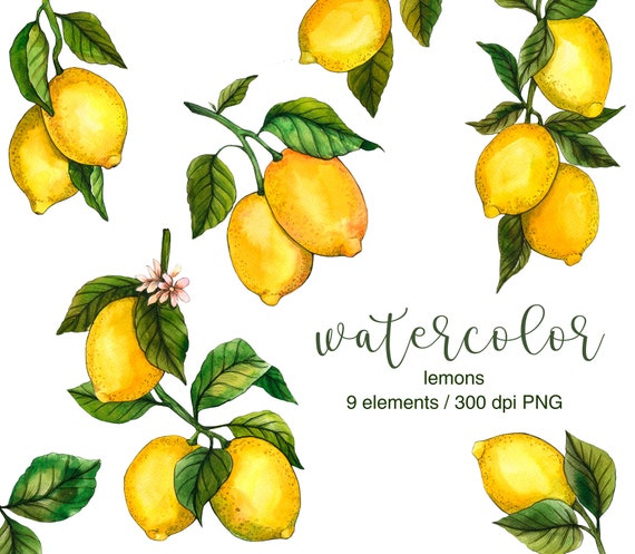 Watercolor Lemon Clipart, PNG, Yellow Lemon, Lemons Slices