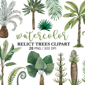 Clipart de palmeira aquarela PNG, palmeiras de praia, clipart tropical, clipart de árvores relíquias aquarela, ginkgo do período jurássico, folhas de palmeira