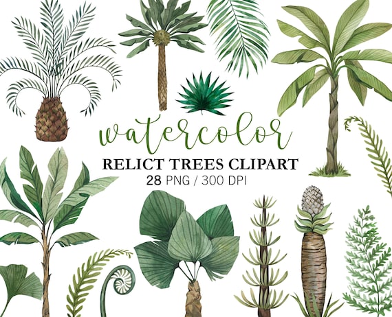 Watercolor Palm Tree Clipart PNG, Relict Trees & Plants, Tropical Palm Beach, Jurassic Tree clipart
