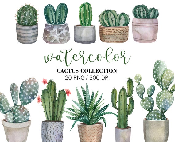 Potted Cactus PNG Images, Drawing Plant, Hand Painted Flowers
