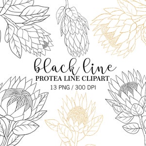 Schwarze Linie Protea Clipart, Doodle Clipart, Gold Protea, PNG, Tropische Sommer Blume Clipart, Blumen Clipart, Linie Protea, Hochzeitseinladung
