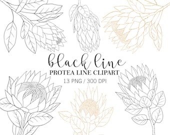Black Line Protea clipart, Doodle Clipart, Gold Protea, PNG, Tropical Summer Flower clipart, Floral Clipart, Line Protea, Wedding Invitation