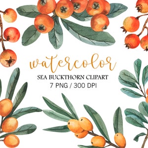 Aquarell Sanddorn Beere Clipart, Herbst Clipart, Weihnachten Dekor, Orange Beere Brunches, Sanddorn Kranz, PNG, Druckbare Beere
