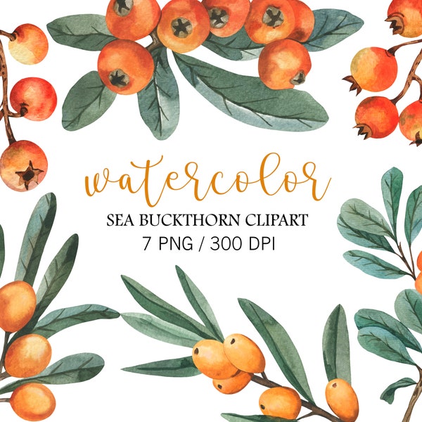 Watercolor Sea Buckthorn berry Clipart, Fall Clipart, Christmas Decor, Orange berry brunches, Sea Buckthorn wreath, PNG, Printable berry