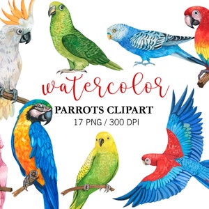 Imágenes prediseñadas de loros de acuarela, imágenes prediseñadas de verano, aves exóticas, PNG, imágenes prediseñadas tropicales, decoración de guardería, aves tropicales, cacatúa de acuarela, guacamayo,