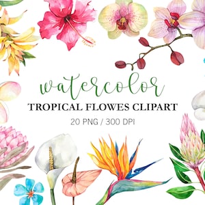 Aquarell Tropische Blumen Clipart, Tropische Clipart PNG Blumen Clipart, exotische Blumen Calla, Protea, Strelitzie, Hibiskus Hochzeit Design