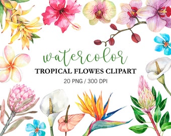 Tropical Flowers PNG Clipart Watercolor, Tropical clipart, Floral clipart, Exotic Flowers calla, protea, strelitzia, Hibiscus Wedding Design
