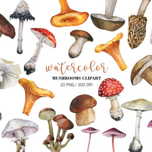 May include: A collection of watercolor mushroom illustrations in various shapes, sizes, and colors including red, orange, brown, and white. The text reads watercolor MUSHROOMS CLIPART 20 PNG / 300 DPI. These detailed botanical paintings depict diverse fungi.