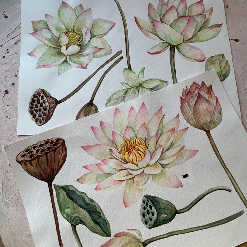 May include: Watercolor painting of lotus flowers and seed pods. The flowers are pink and white with green leaves. The seed pods are brown and have a textured surface.