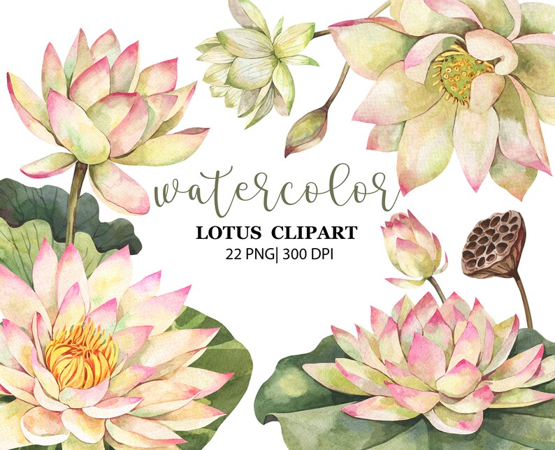 May include: Watercolor clipart of pink and white lotus flowers with green leaves. The clipart includes 22 PNG files at 300 DPI.