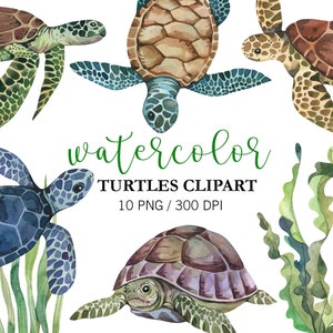 Aquarel schildpadden clipart, zeeschildpadden, decor kinderkamer, png, kunst aan de muur, schildpad print, zeedieren, zeeleven clipart, zomer clipart,