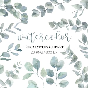 Clipart de eucalipto aquarela, folhas de eucalipto, planta de eucalipto, galhos de eucalipto, clipart de folhagens de casamento eucalipto, PNG