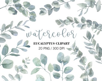 Watercolor Eucalyptus PNG Clipart, Wedding greenery clipart Designs, Eucalyptus plant, Eucalyptus branches, Eucalyptus leaves