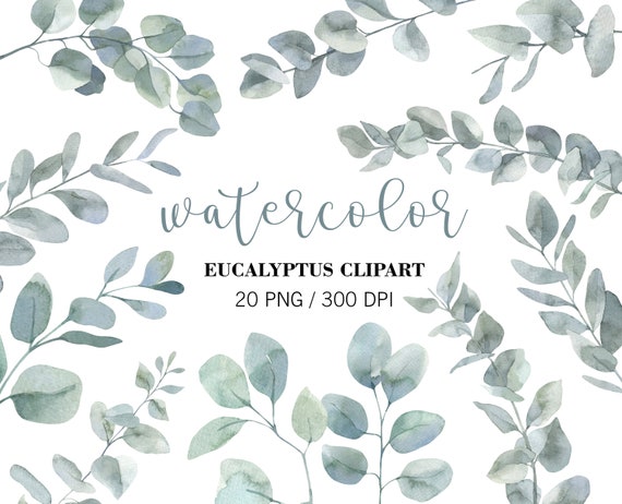 Watercolor Eucalyptus PNG Clipart, Wedding greenery clipart Designs, Eucalyptus plant, Eucalyptus branches, Eucalyptus leaves