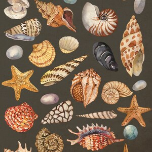Imágenes prediseñadas de conchas marinas en acuarela, imágenes prediseñadas del océano, conchas de acuarela, imágenes prediseñadas de playa de verano náutico en acuarela, PNG, colección de conchas marinas, bricolaje imagen 3
