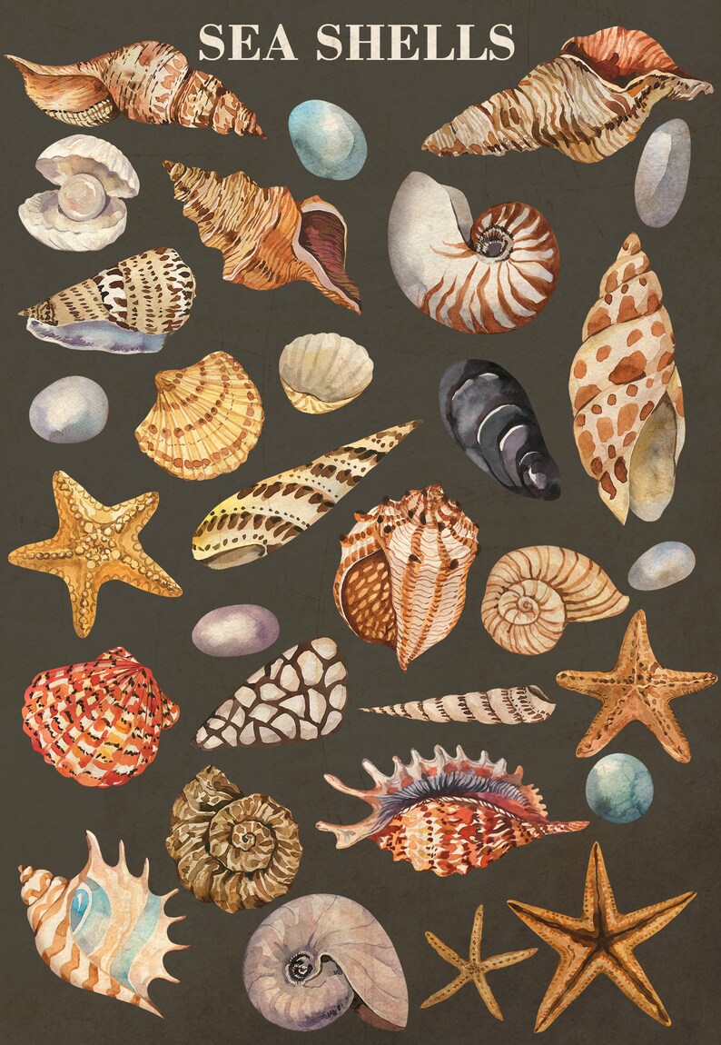 Imágenes prediseñadas de conchas marinas en acuarela, imágenes prediseñadas del océano, conchas de acuarela, imágenes prediseñadas de playa de verano náutico en acuarela, PNG, colección de conchas marinas, bricolaje imagen 3